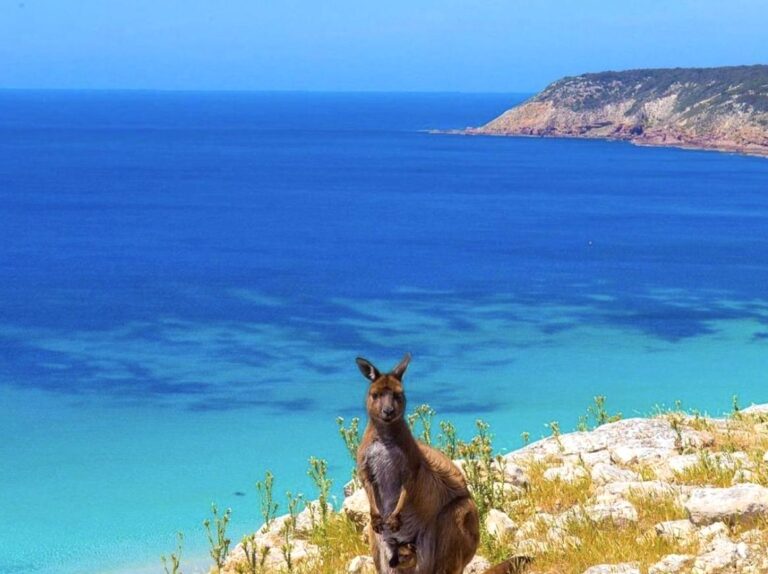 The Wildlife of Kangaroo Island: What to See and Do