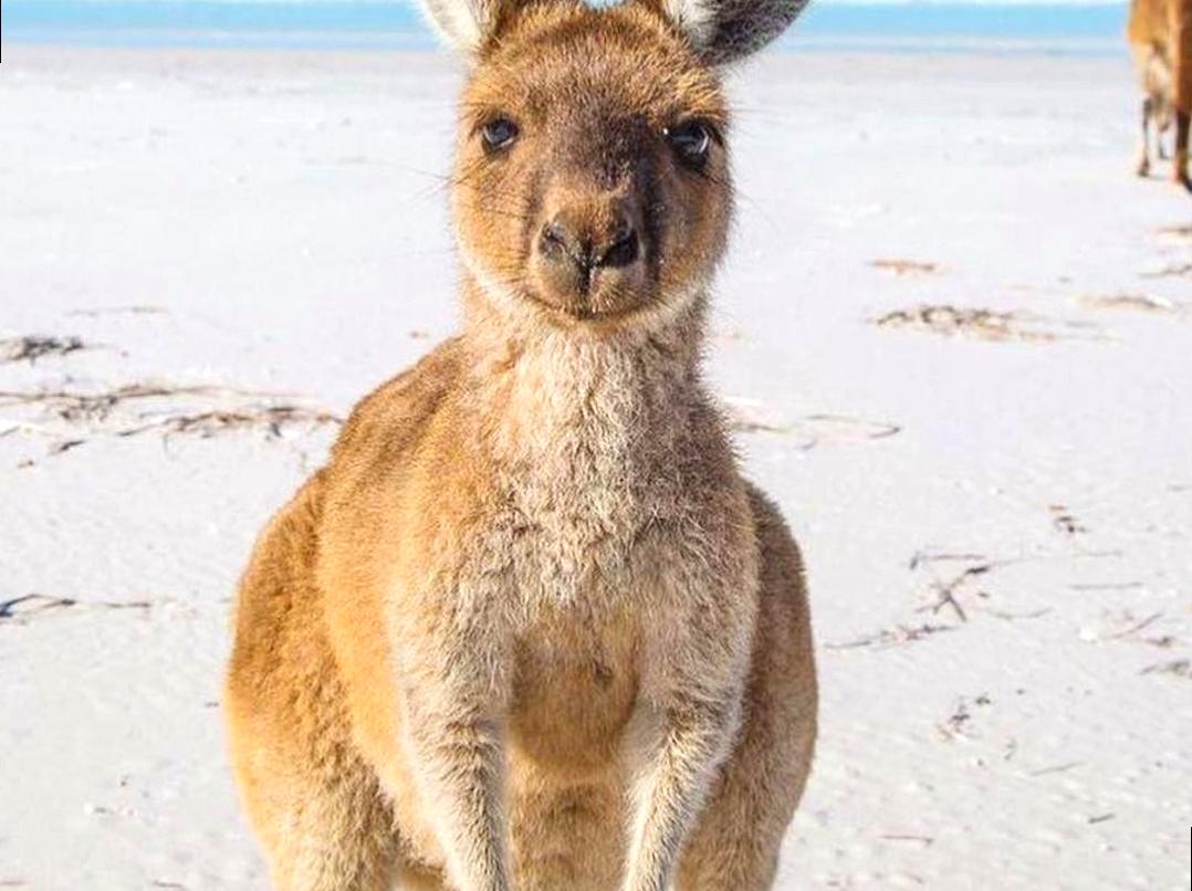 Discovering Australian Wildlife on Kangaroo Island: Highlights and Experiences