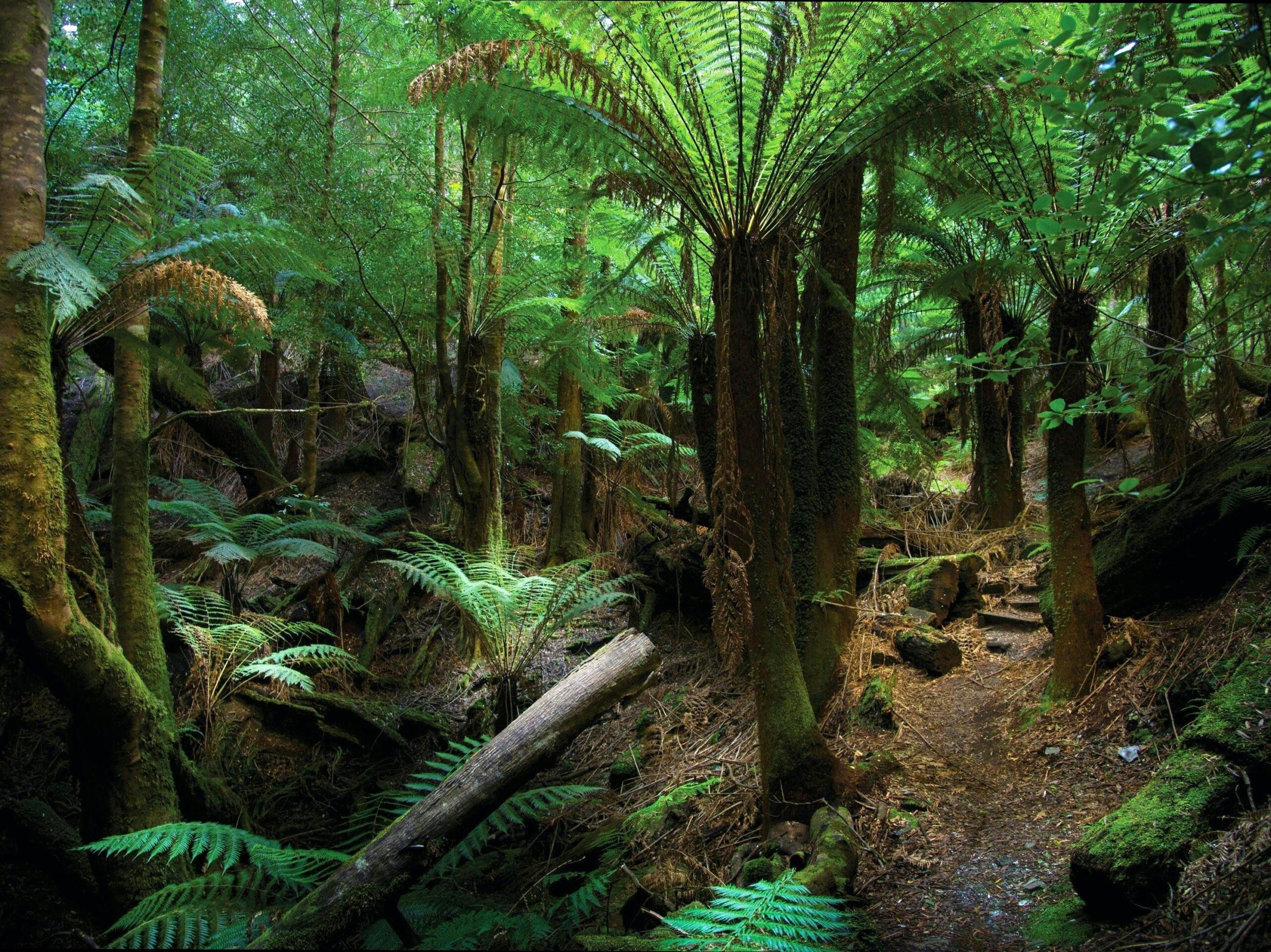 Tasmania’s Wilderness: A Nature Lover’s Paradise