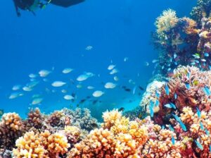 The Great Barrier Reef: Snorkeling and Diving Adventures