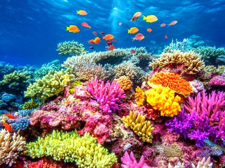 Adventures Under the Sea: Exploring the Great Barrier Reef