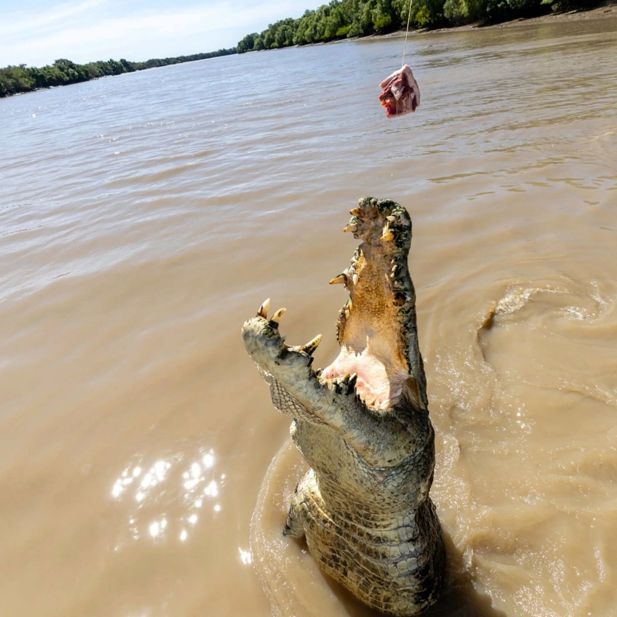 darwin crocodile in natural habitat