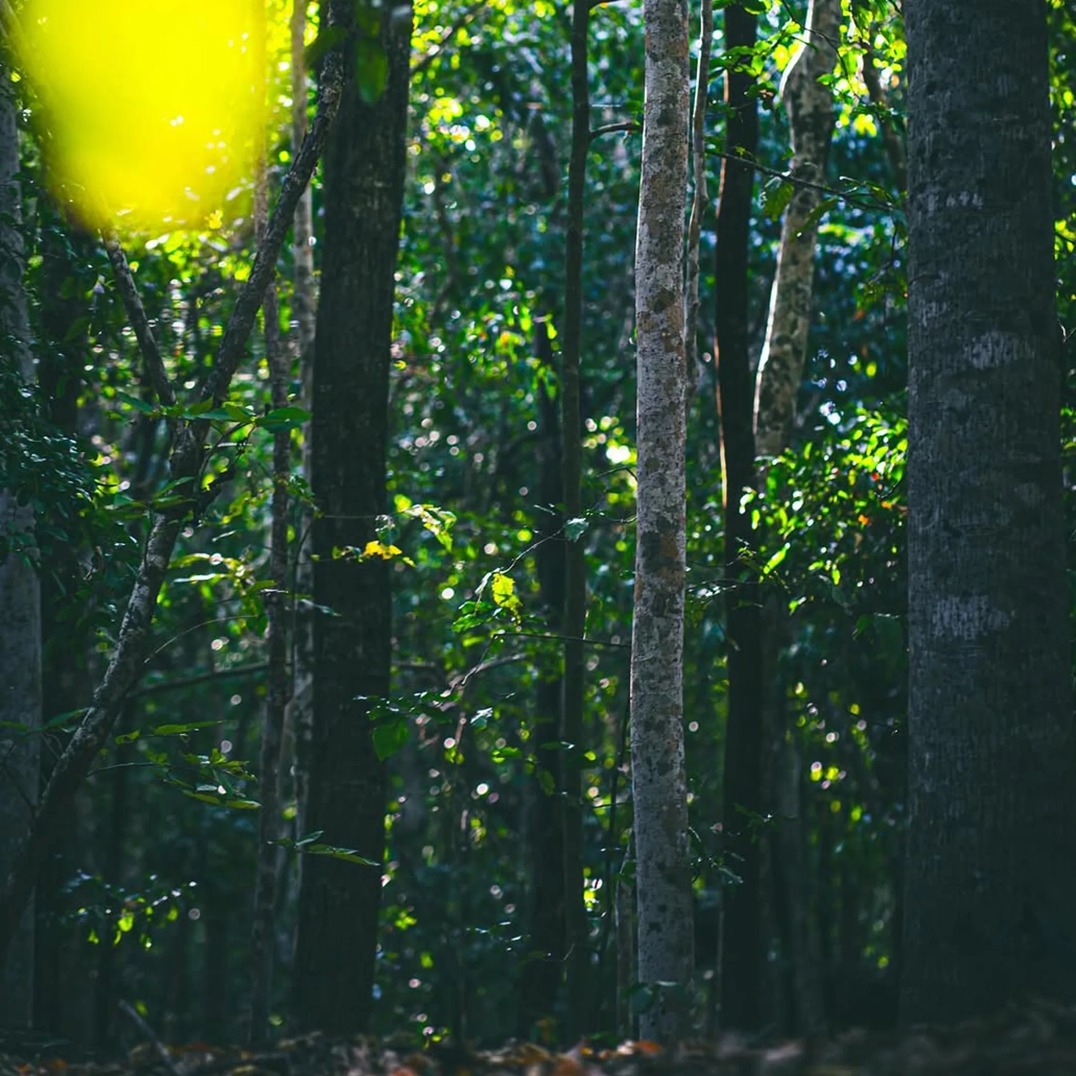 lush green tropical forest trees sunlight