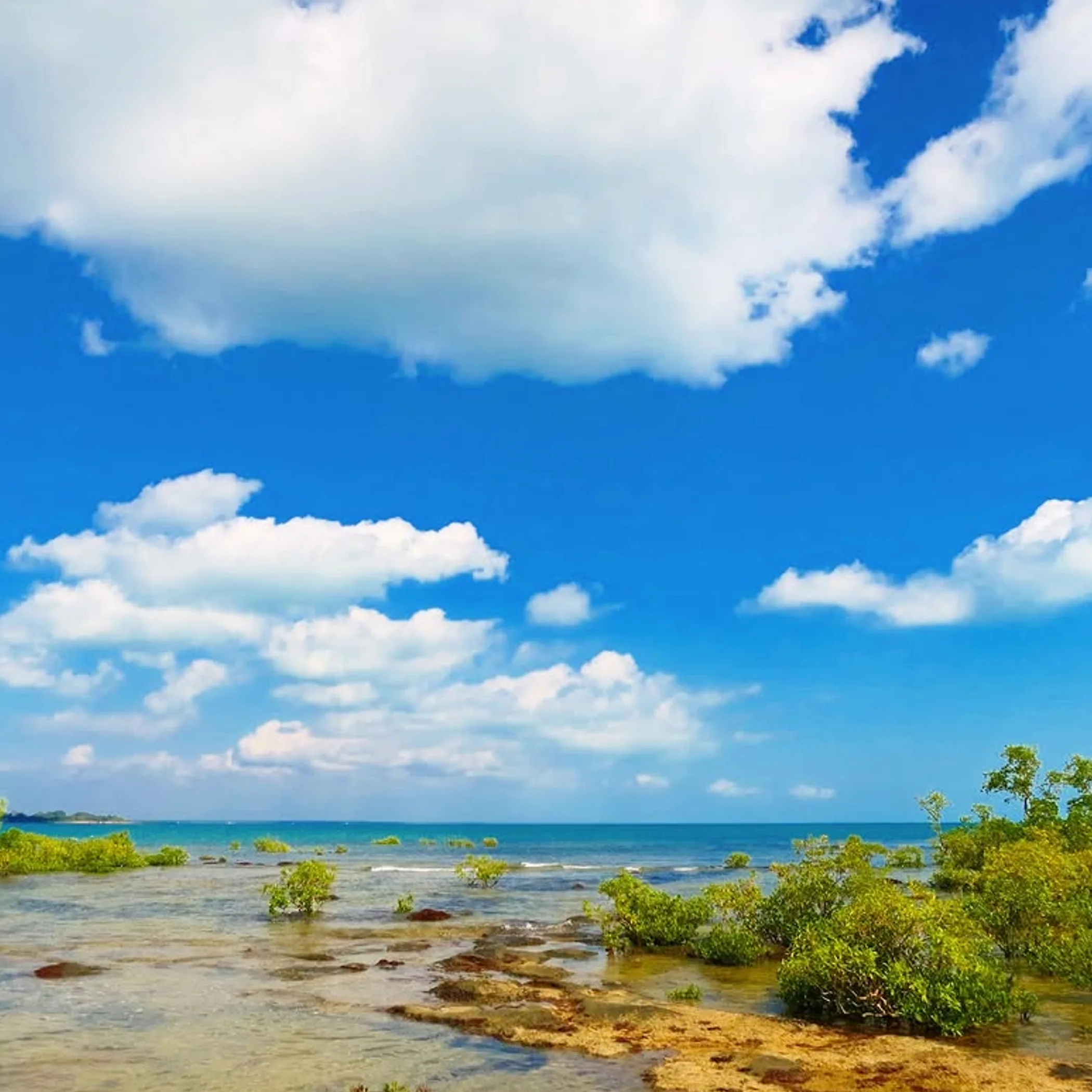 darwin mangroves and coastline