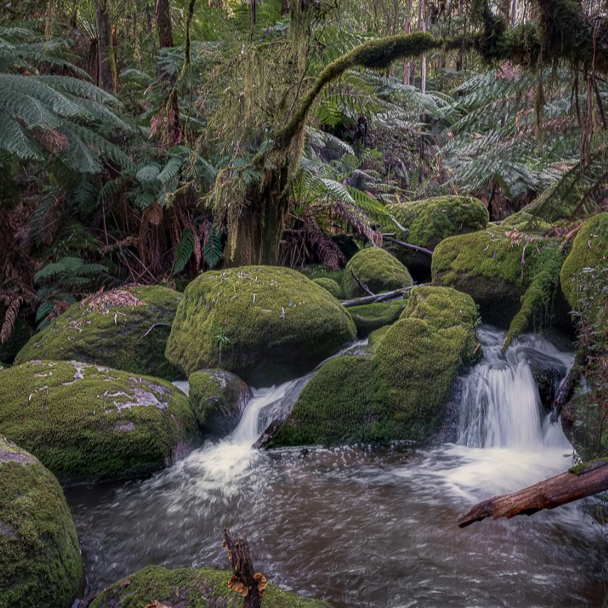 abundant moss in australian rainforest