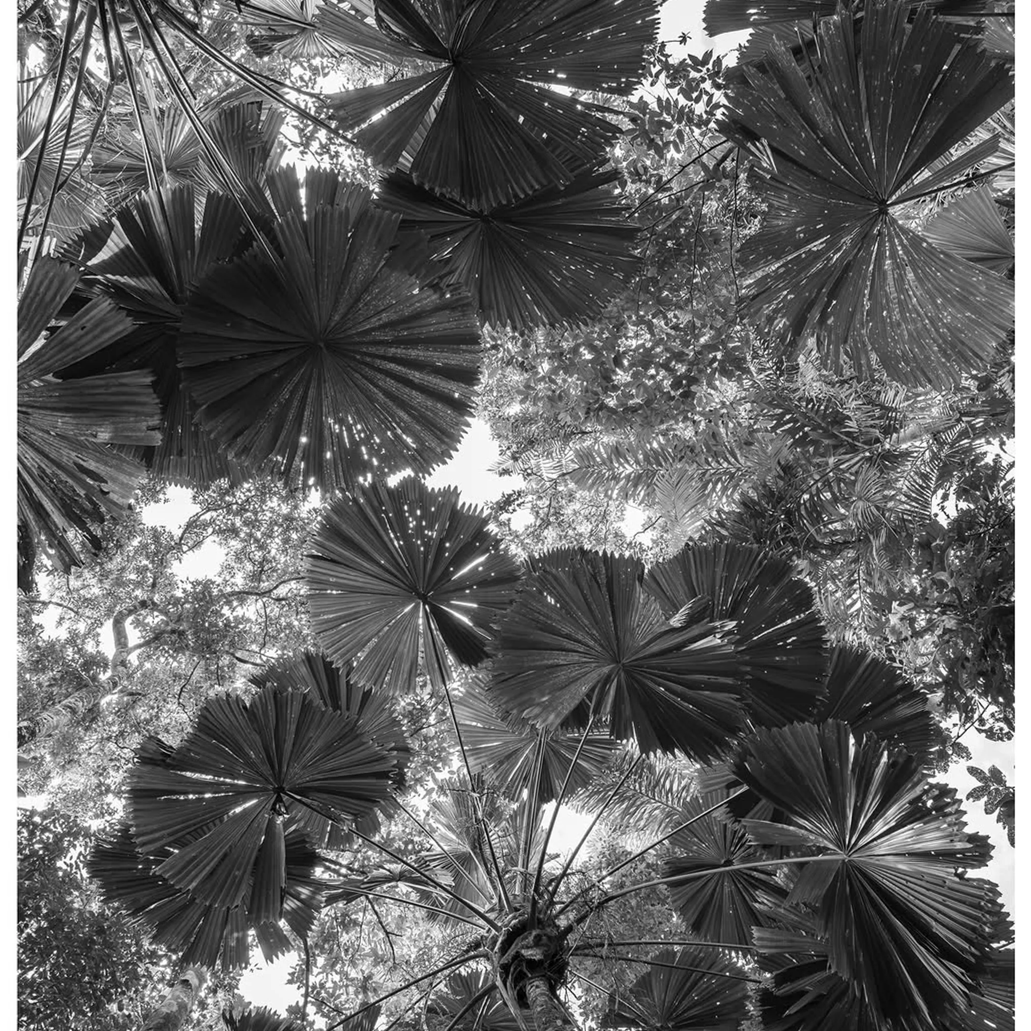 tropical heritage park with lush greenery
