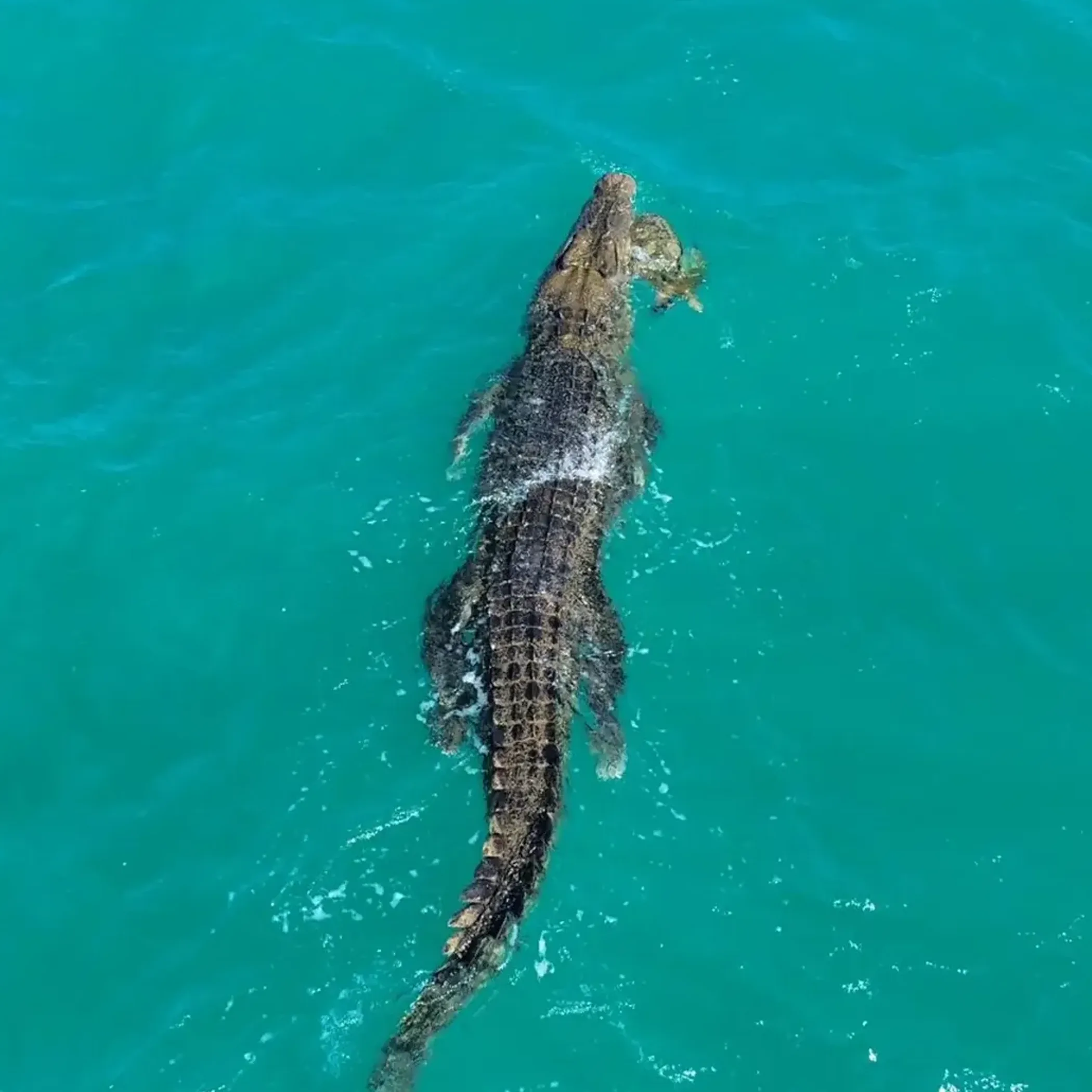 crocodile in daintree rainforest