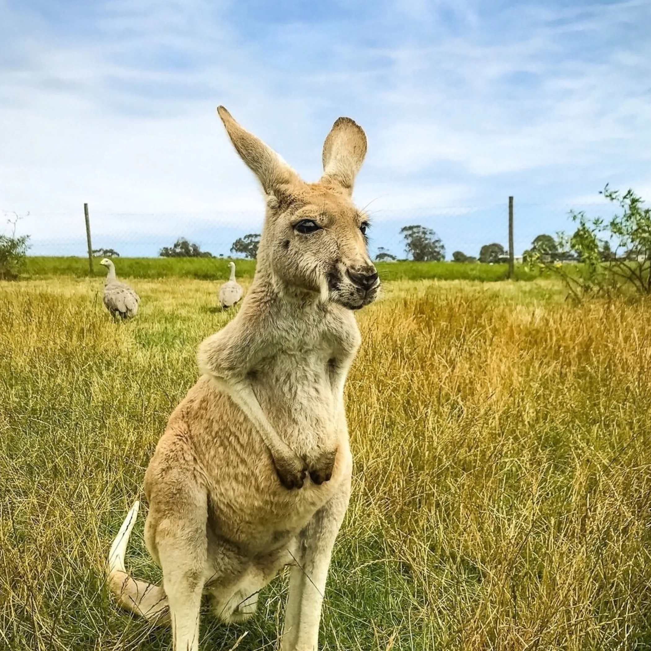 wildlife at a phillip island farm