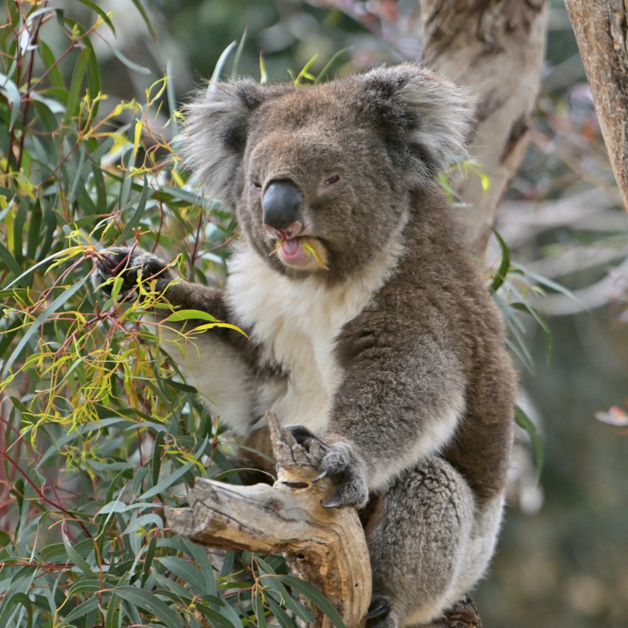 koala at moonlit sanctuary