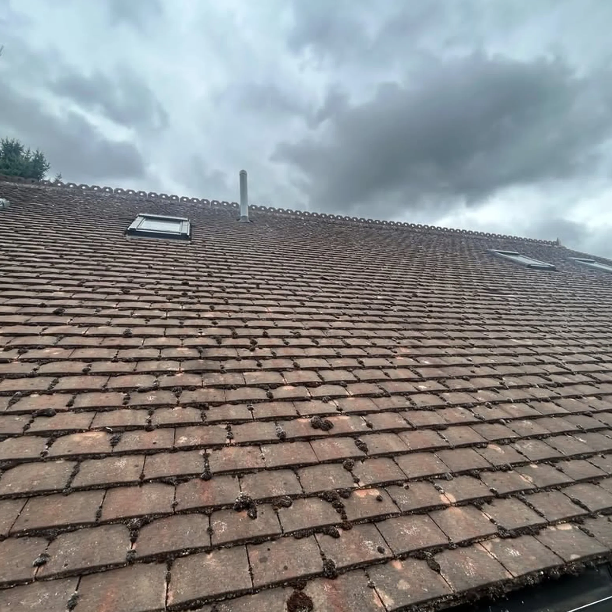 roof moss growth patterns