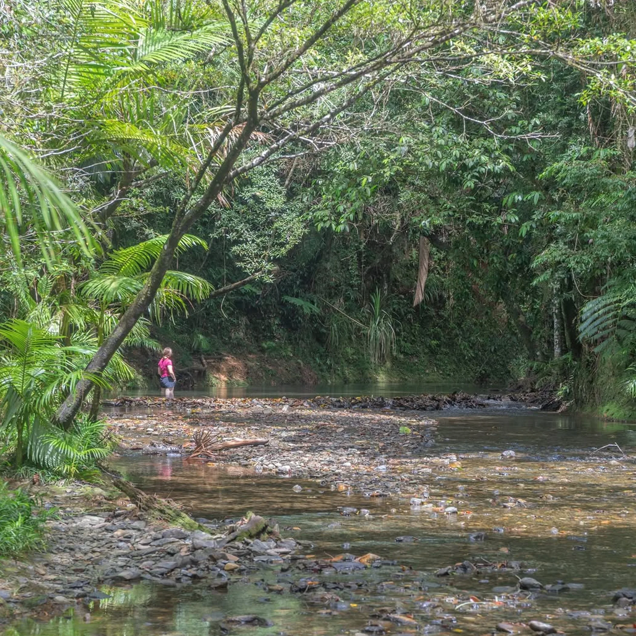 rainforest and river in queensland