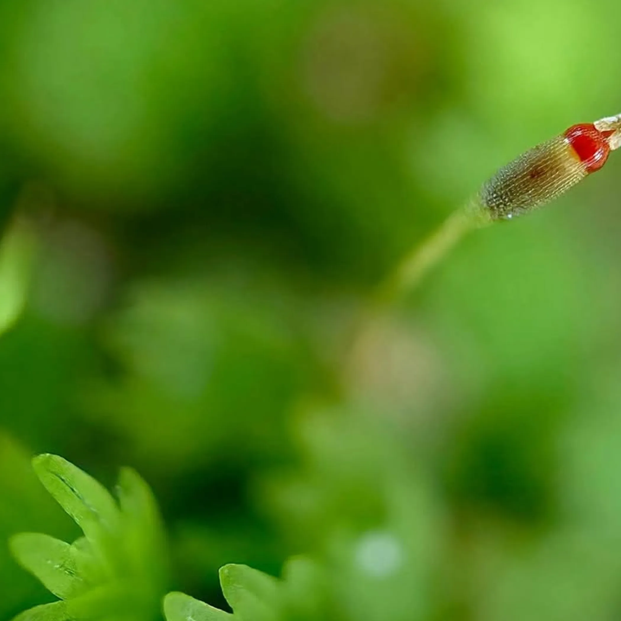 detailed moss photograph
