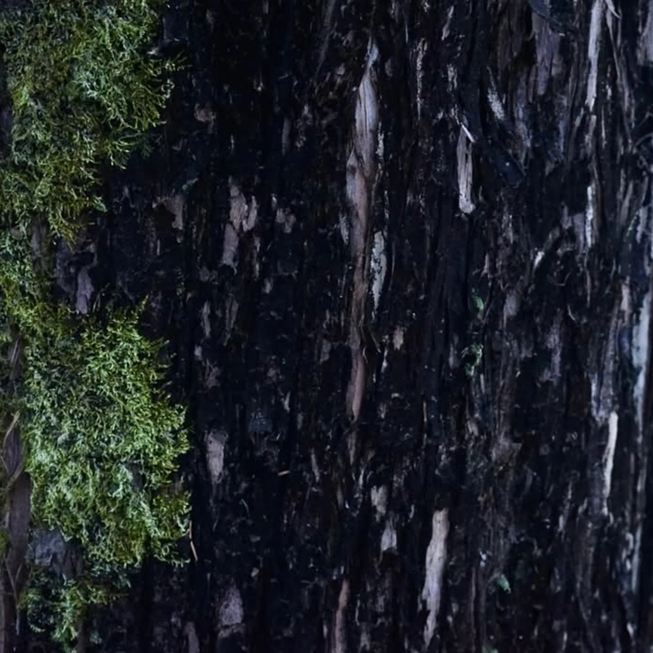 moss growth patterns