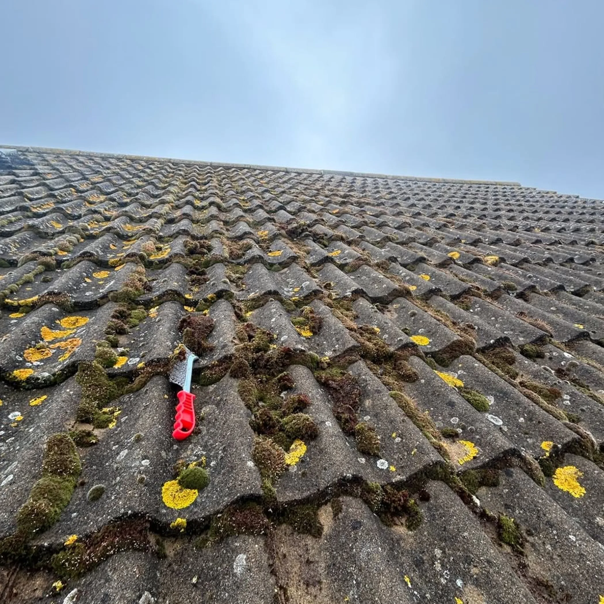 moss and lichen covering roof tiles