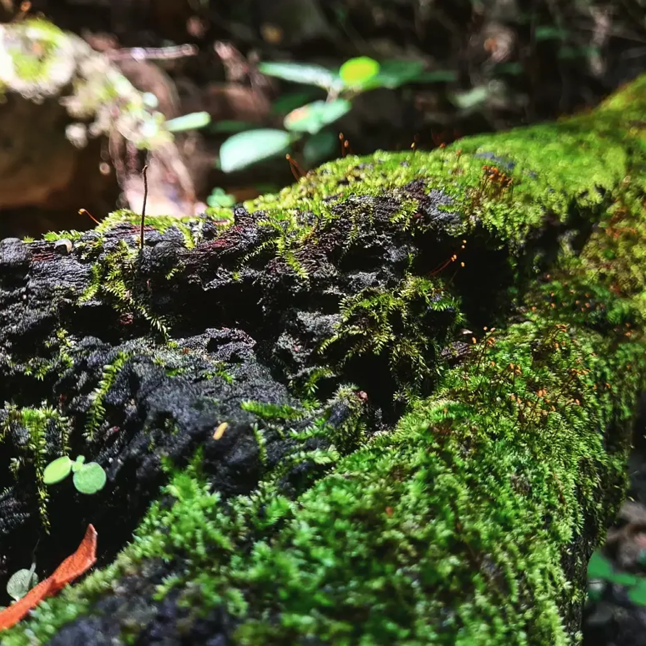 moss growth patterns