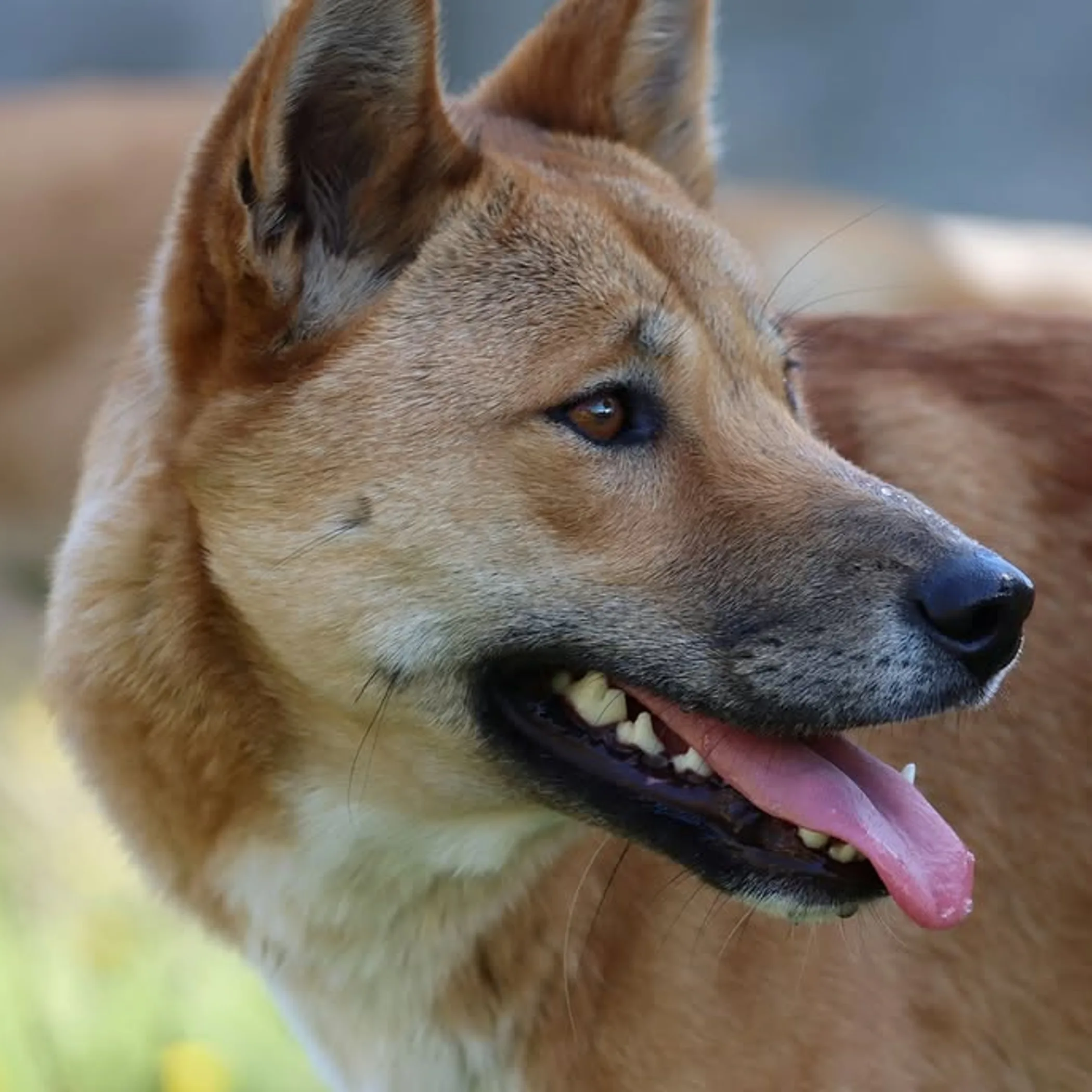 dingo at moonlit sanctuary