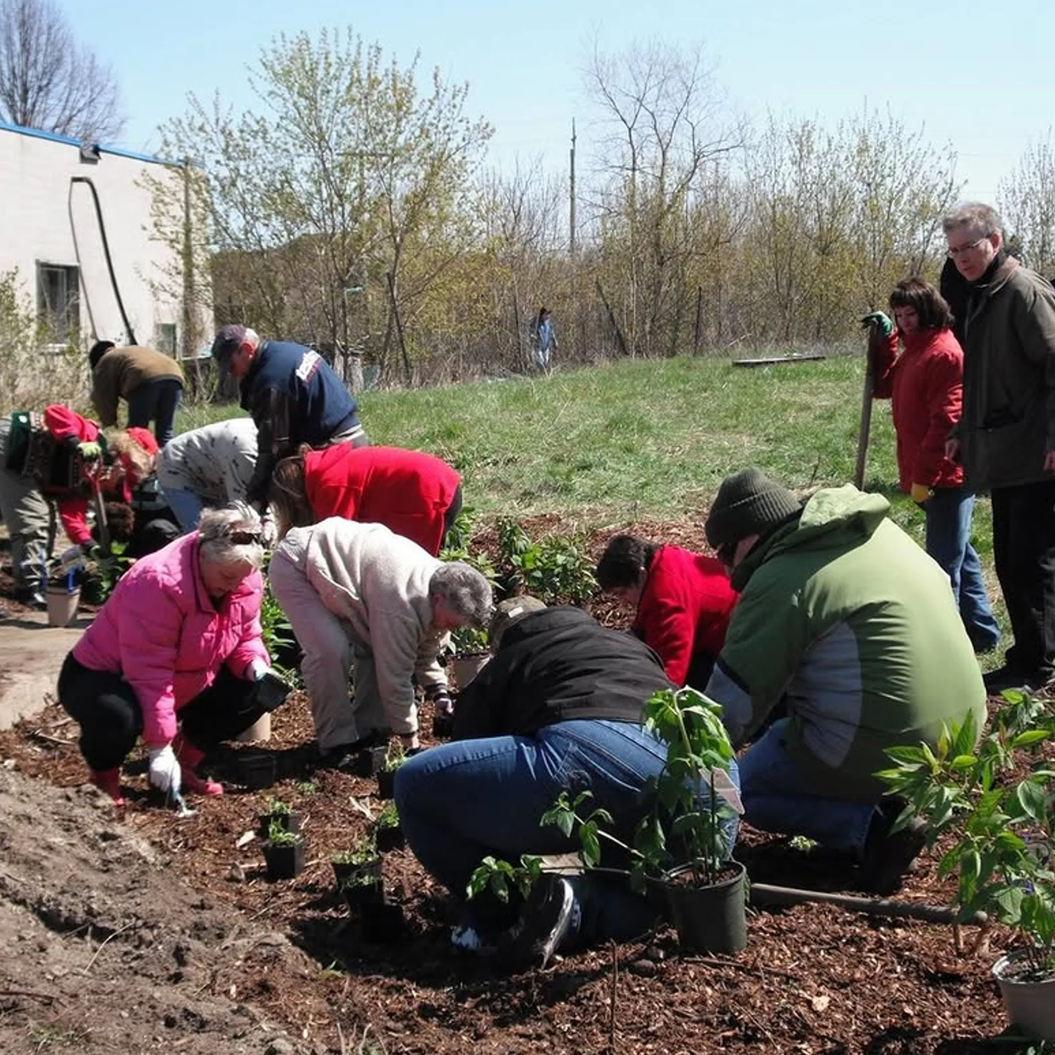 community rain garden with native plants